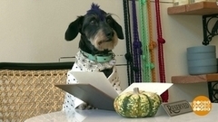 Собачий рай. Доброе утро. Фрагмент