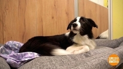 Собака, не скучай! Доброе утро. Фрагмент 