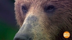 Зимняя «спячка»: всем выйти из сумрака! Доброе утро. Фрагмент 