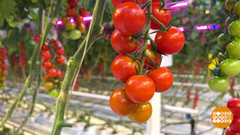 Луховицкие помидорчики. Доброе утро. Фрагмент 