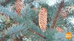 Елки едут! Доброе утро. Суббота. Фрагмент