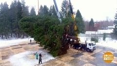 Спилили нашу елочку! Доброе утро. Фрагмент