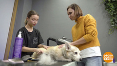 Собака, причешись! Доброе утро. Фрагмент