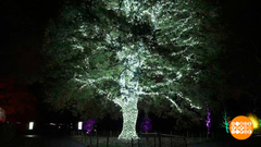 Рождество в «Райском саду». Доброе утро. Фрагмент