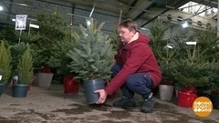 Елка — напрокат и не только. Доброе утро. Суббота. Фрагмент