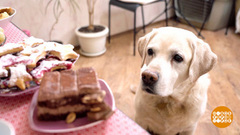 Что человеку здорово, то кошке и собаке... Доброе утро. Фрагмент 