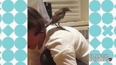 Проказник дрозд. Видели видео? Фрагмент