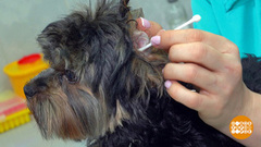 Чистим уши собаке и кошке. Доброе утро. Фрагмент
