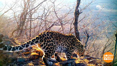 Зверушки в фотоловушке. Доброе утро. Фрагмент