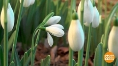 Пускай цветут сегодня подснежники у нас! Доброе утро. Фрагмент