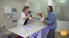 Прививка для собаки. Доброе утро. Фрагмент