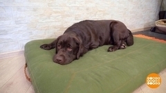 Сколько места нужно большой собаке? Доброе утро. Фрагмент