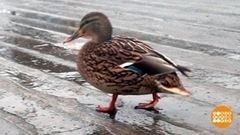 «Серая шейка»: считаем птичек. Доброе утро. Фрагмент