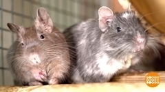 Белка песенки поет... Доброе утро. Фрагмент