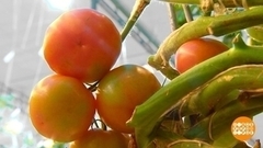 Тепличные овощи: польза есть? Доброе утро. Фрагмент