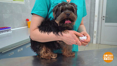 Береги, собака, лапы! Доброе утро. Фрагмент