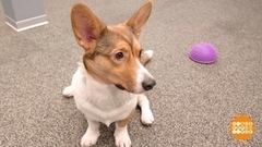 Поиграй со мной, собака! Доброе утро. Фрагмент 