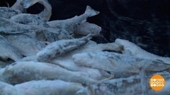 Навага пошла! Доброе утро. Фрагмент 