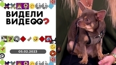 Кот гоняет кур,  чихуахуа хочет играть с ребенком, собственная железная дорога. Видели видео? 