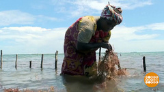 Бизнес на водорослях. Доброе утро. Фрагмент