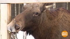 Селфи с лосем? Плохая идея… Доброе утро. Фрагмент 