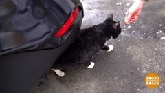 Спасаем кота под капотом. Доброе утро. Фрагмент 