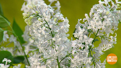 Сирень? Уже! Доброе утро. Фрагмент 