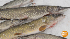 Особенности зимней рыбалки — 2023. Доброе утро. Фрагмент 