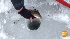 Тс-с-с, рыбу не распугайте! Доброе утро. Фрагмент 