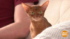 Да здравствуют котики! Доброе утро. Фрагмент