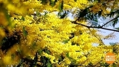 К нам едет мимоза! Доброе утро. Фрагмент