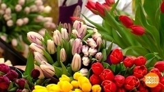 В Пассаже — целое море цветов. Доброе утро. Фрагмент 