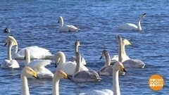 Летят перелетные птицы! Доброе утро. Суббота. Фрагмент