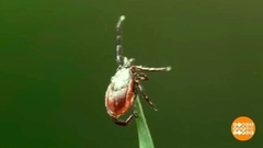 Прививка от клещевого энцефалита: уже пора! Доброе утро. Фрагмент