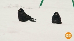 Грачи прилетели? Доброе утро. Фрагмент 