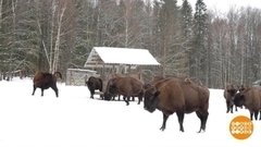 Зубрят по весне считают. Доброе утро. Фрагмент