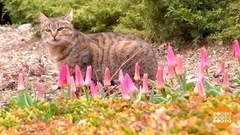 Крым цветет! Доброе утро. Суббота. Фрагмент