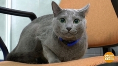 Учим кота... вычесываться. Доброе утро. Фрагмент