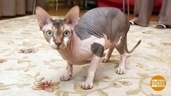 Кошка с собакой: мирись и больше не дерись! Доброе утро. Фрагмент 