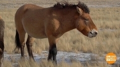 Хорошее отношение к лошадям большой страны. Доброе утро. Суббота. Фрагмент