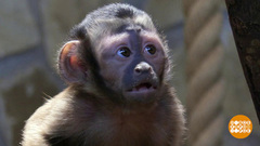 Весенне пополнение в зоопарках. Доброе утро. Фрагмент 