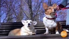 Пес, выше нос! Доброе утро. Фрагмент