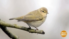 Птицы возвращаются: поможем, чем можем. Доброе утро. Фрагмент 