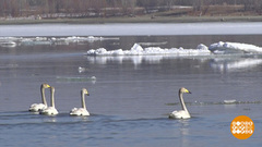 Лед тронулся! Доброе утро. Фрагмент 