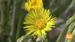 Мать-и-мачеха: при чем тут голубцы? Доброе утро. Фрагмент