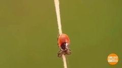 А клещи уже не спят! Доброе утро. Фрагмент