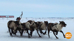 Увезу тебя я в тундру… Доброе утро. Фрагмент