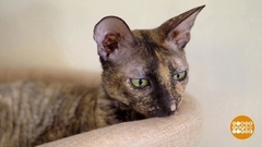 Мирим кошек. Доброе утро. Суббота. Фрагмент