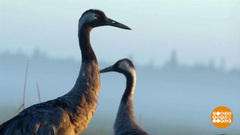 Журавли прилетели. Доброе утро. Фрагмент 