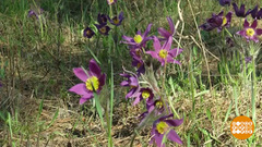 И расцвел подснежник! Доброе утро. Фрагмент